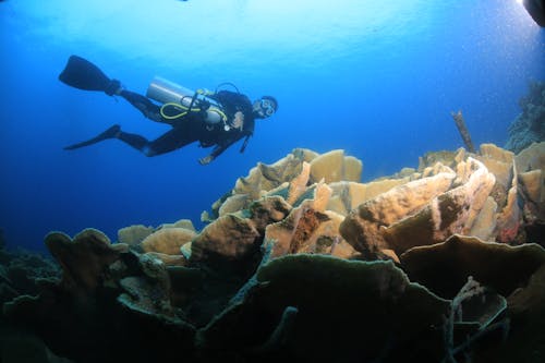 Fotobanka s bezplatnými fotkami na tému more, muž, pod vodou