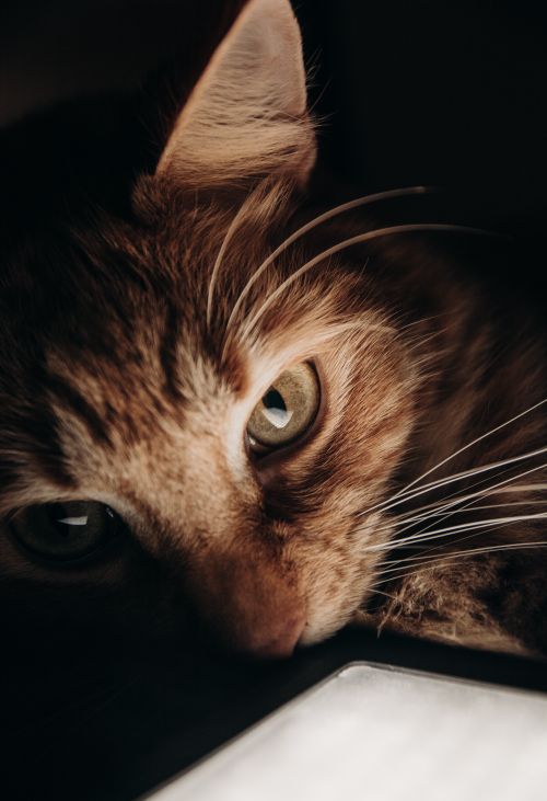 Free Intimate close-up of a cat's face showcasing its eye and fur details in dramatic lighting. Stock Photo