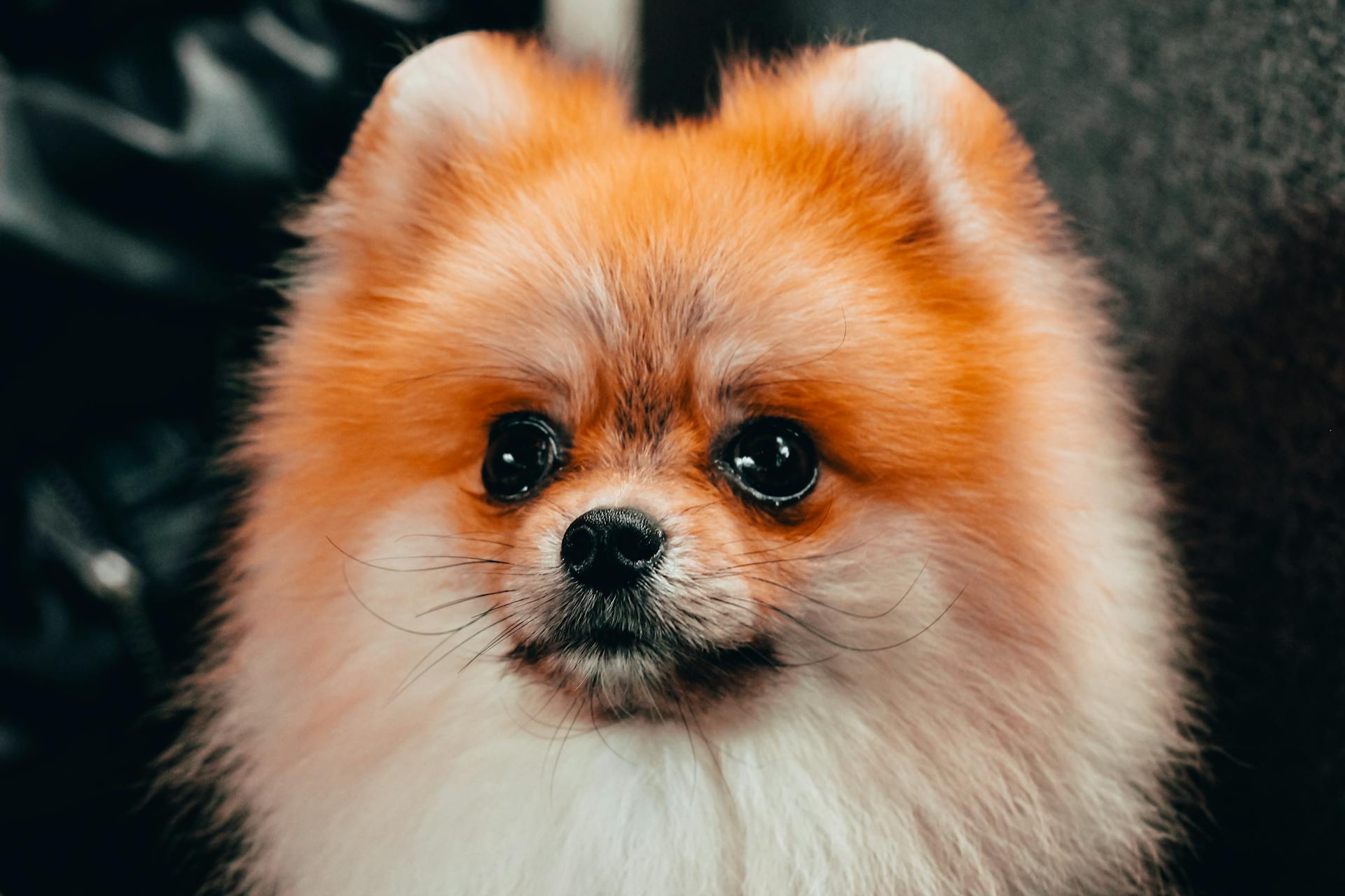 Vue rapprochée d'un chien de Poméranie