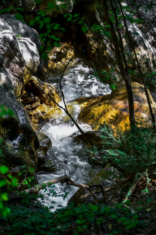 Free Tranquil stream cascading over rocks surrounded by lush greenery in a forest setting. Stock Photo
