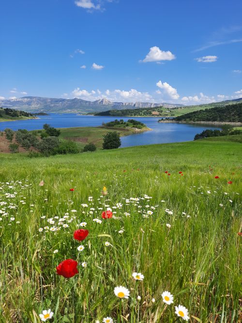 Free Vibrant summer meadow with chamomiles and poppies by a serene lake under a blue sky. Stock Photo