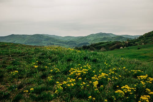 Kostenloses Stock Foto zu blumen, gras, grasfläche