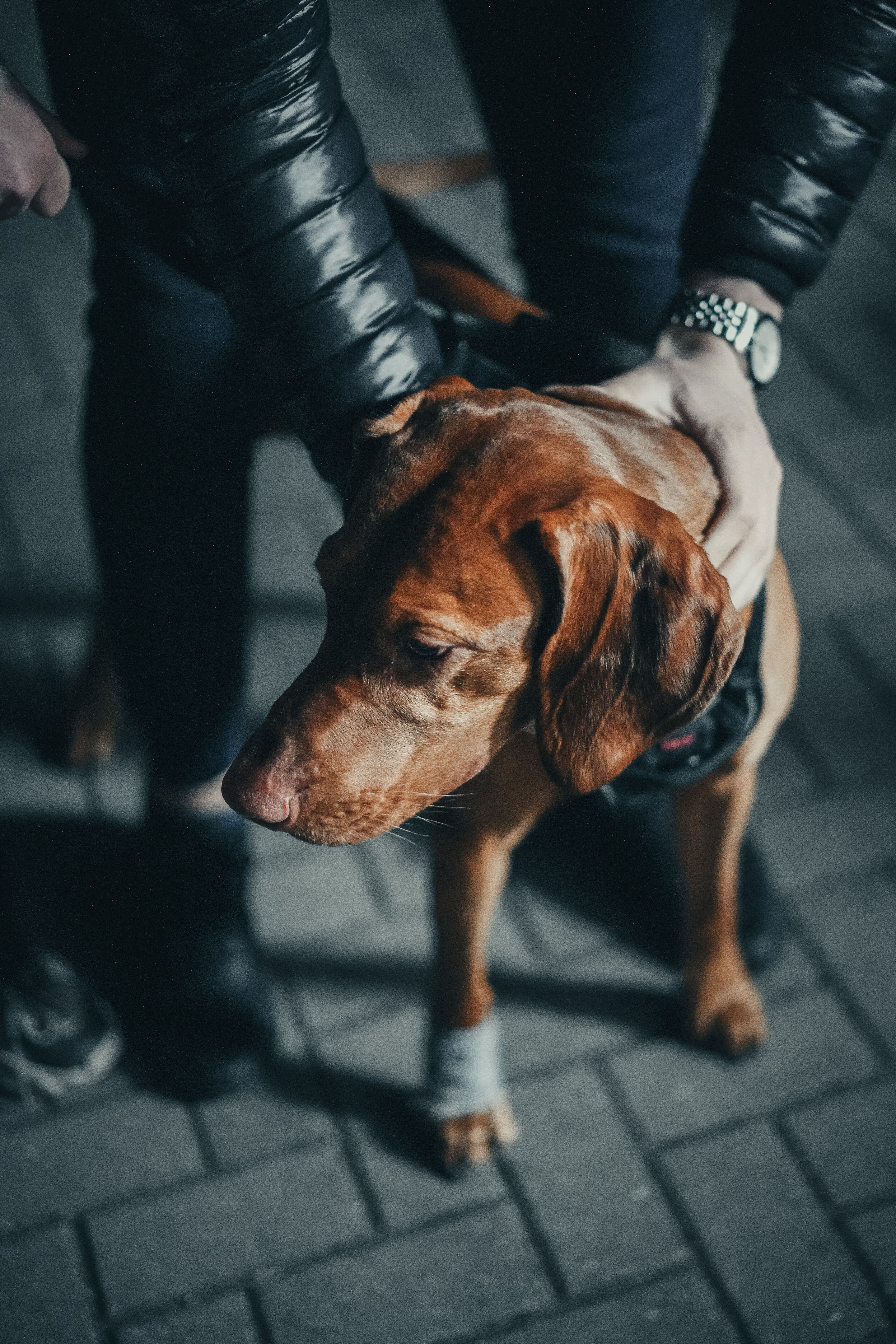 Vizsla
