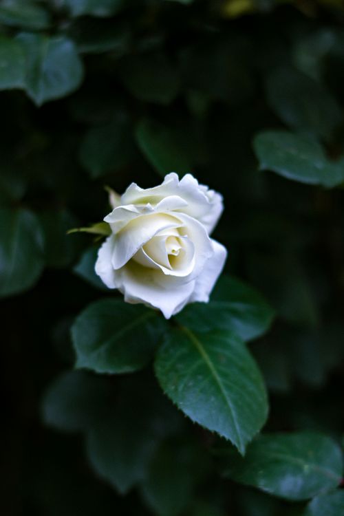 Close up of White Rose · Free Stock Photo