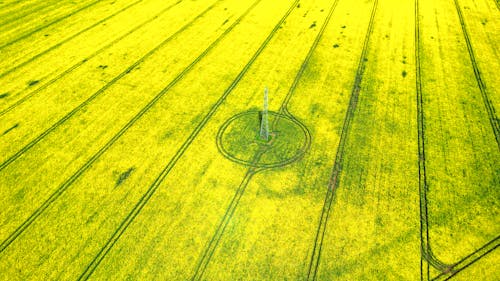 Yellow, Rural Field