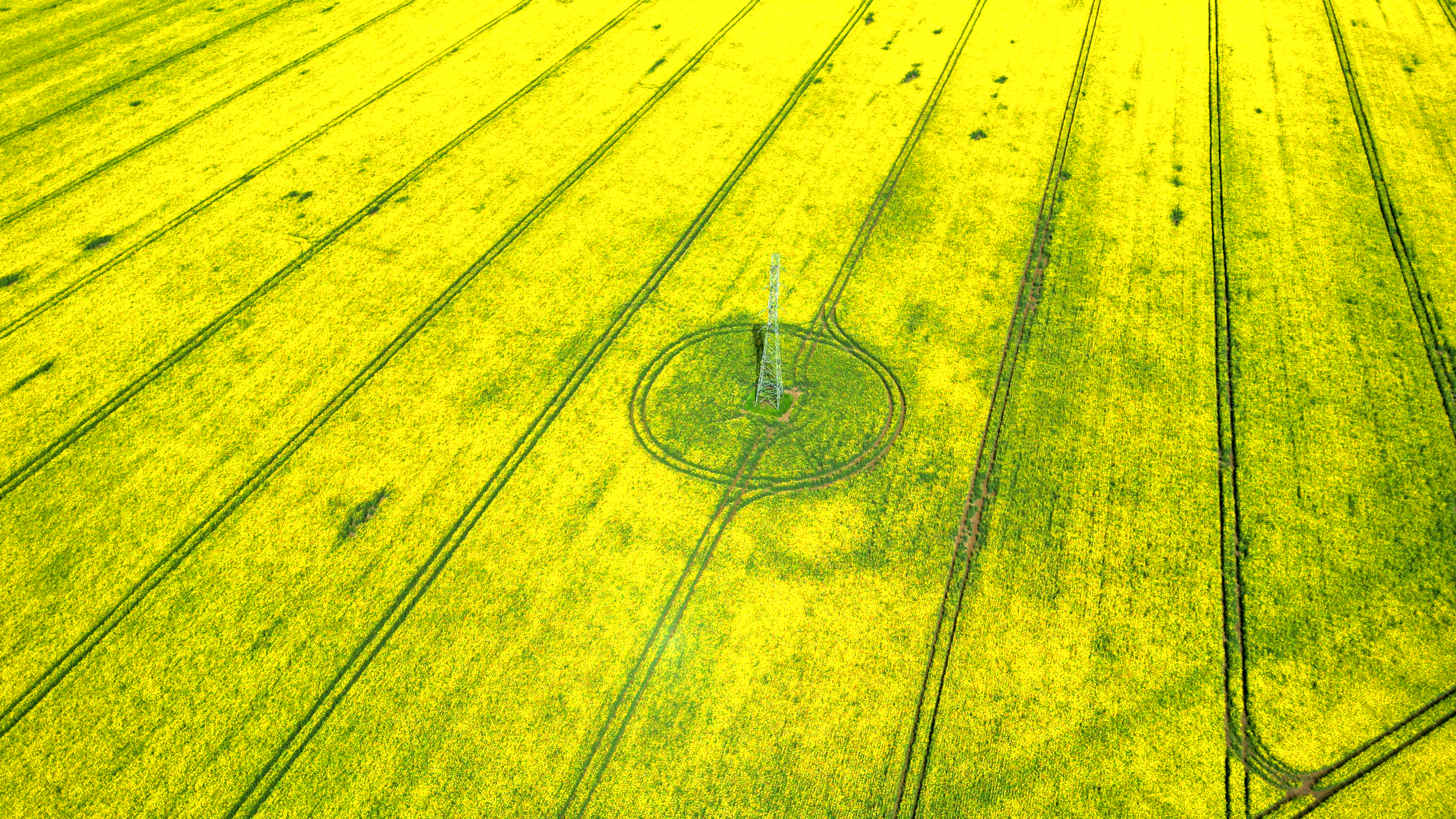 Yellow, Rural Field · Free Stock Photo