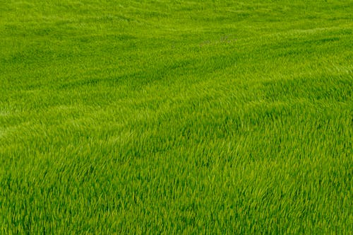 Бесплатное стоковое фото с за городом, зеленый, поле