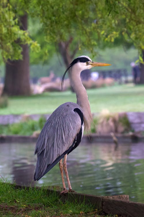 Grey Heron on the River Bank, Bushy Park