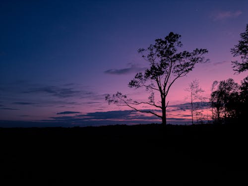 Silhouettes of Trees in Sunset