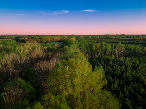 Drone shot of Amelia Court House forest with vibrant green trees at sunrise, showcasing natural beauty.