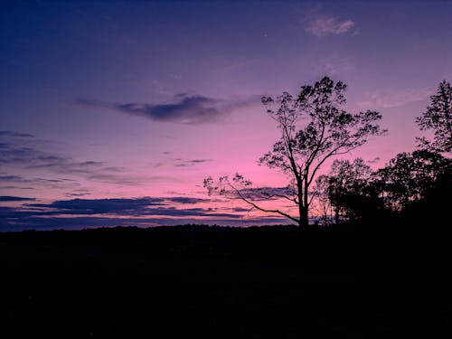 Foto d'estoc gratuïta de alba, arbres, capvespre