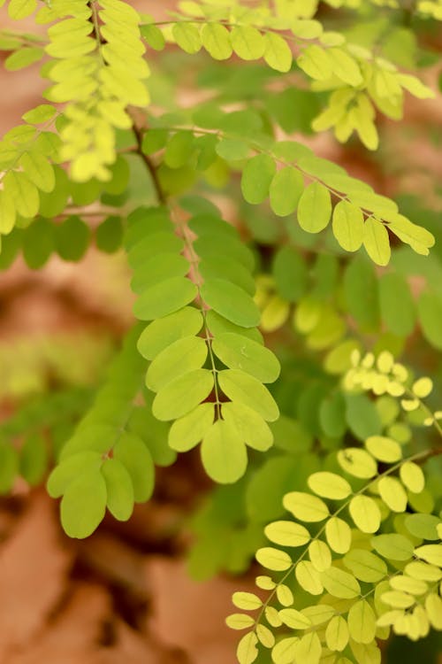 Fern Leaves in the Garden