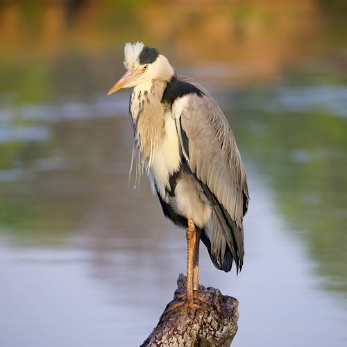 Grey Heron on log, Bushy Park, London