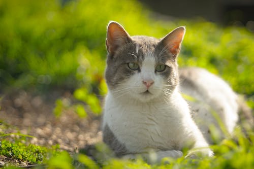 Gratis stockfoto met aarde, achtergrond, dierenfotografie