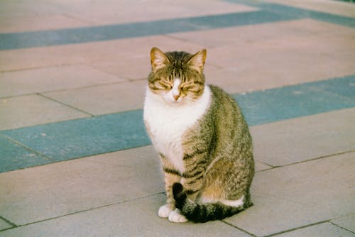 A Little Cat on the Street