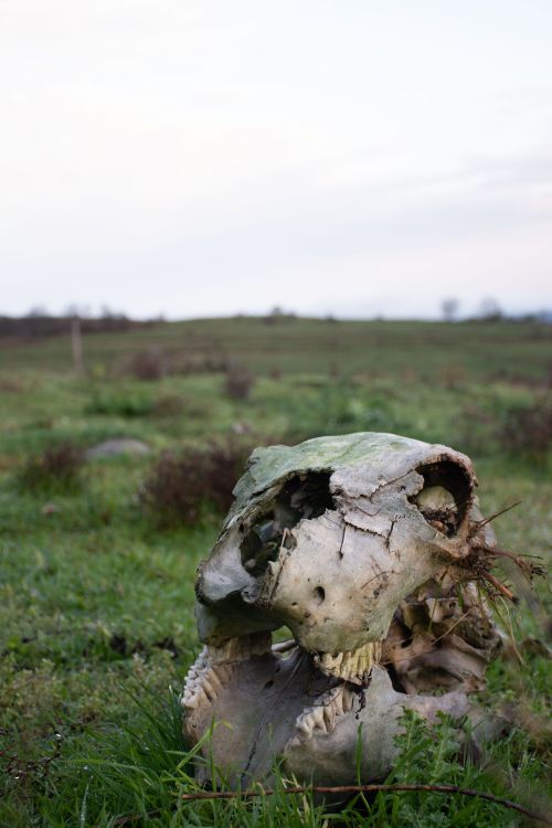 Free Animal skull in a grassy field, symbolizing nature and decay. Stock Photo