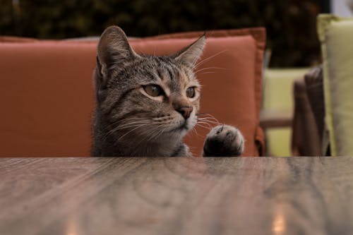 A cat sitting at a table