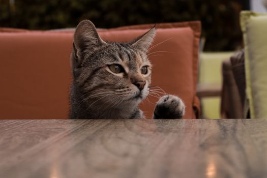 Free stock photo of adorable, animal, background