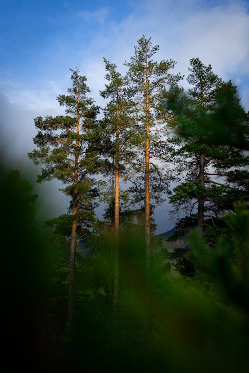 Free Sunlit Pine Trees in a Mountain Forest Stock Photo