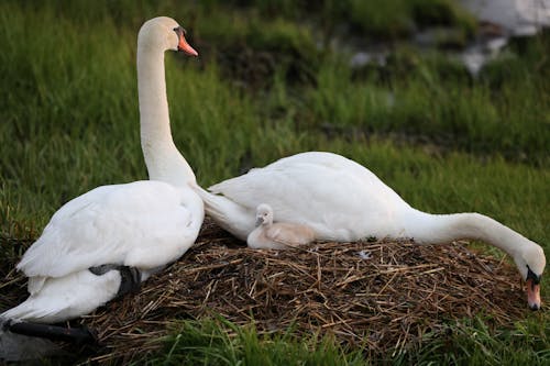 Swans and Cygnet in Nest