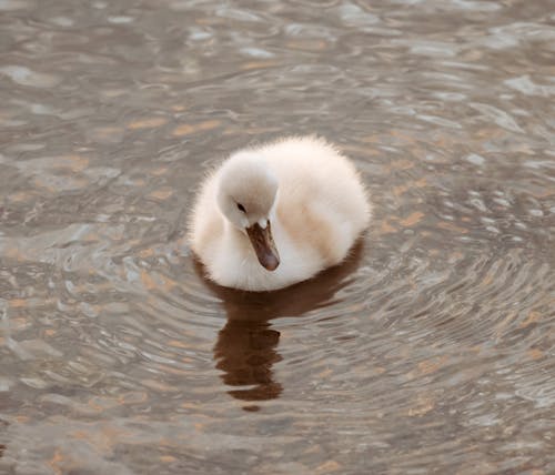 Foto d'estoc gratuïta de aigua, au, cygnet