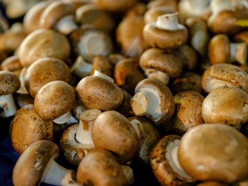 垂直拍摄, 新鮮, 蘑菇 的 免费素材图片