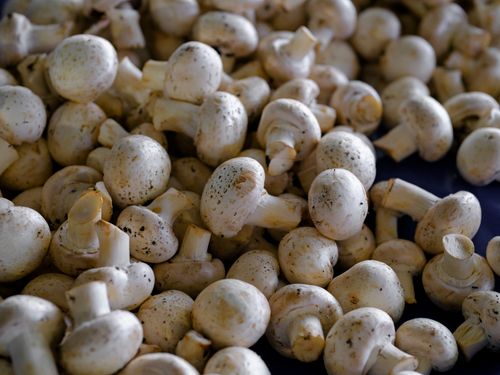 A pile of fresh champignon mushrooms