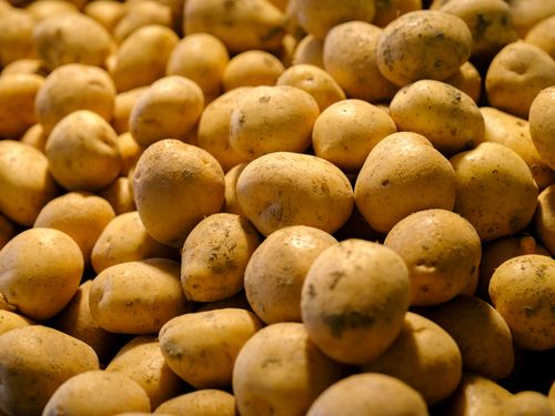 Free Close-up view of fresh yellow potatoes stacked together, ideal for food and abundance themes. Stock Photo