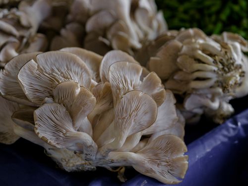 Oyster mushrooms displayed at a market