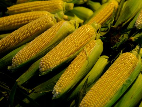 Sweet Corn (Yellow)
