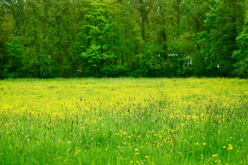 Meadow with Flowers in Forest