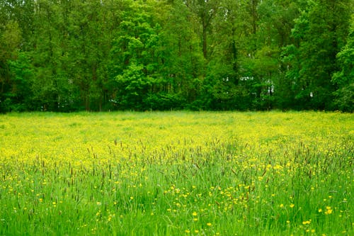 Foto profissional grátis de árvores, ecológico, flores