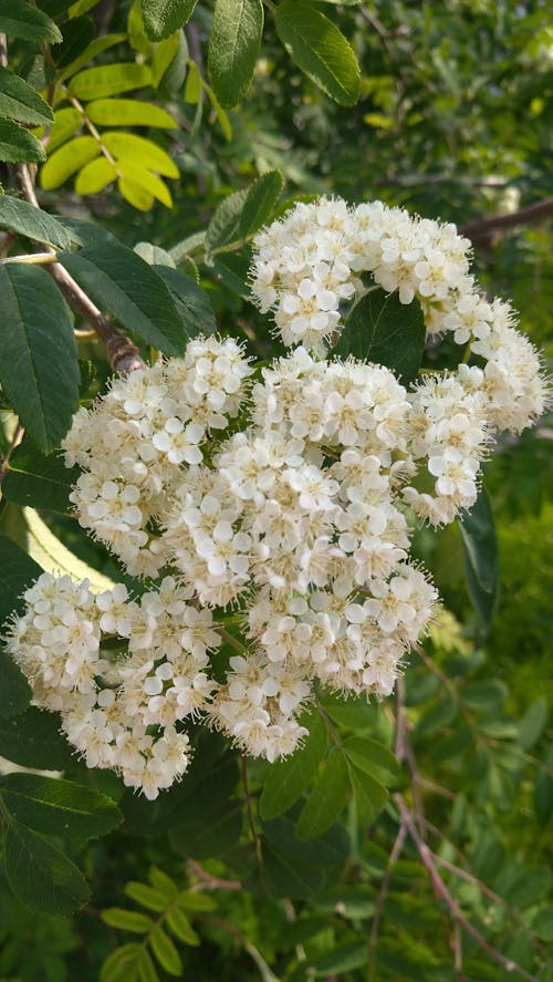 Kostnadsfri bild av blommor, blomstrande, fjäder