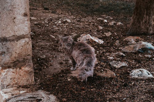 A cat is walking around in the dirt