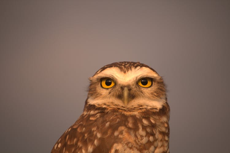 Head Of Spotted Owl