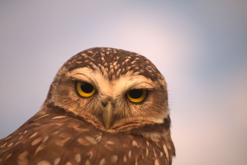 Free A striking close-up of a burrowing owl showcasing its intense gaze and vivid eyes against a blurred background. Stock Photo