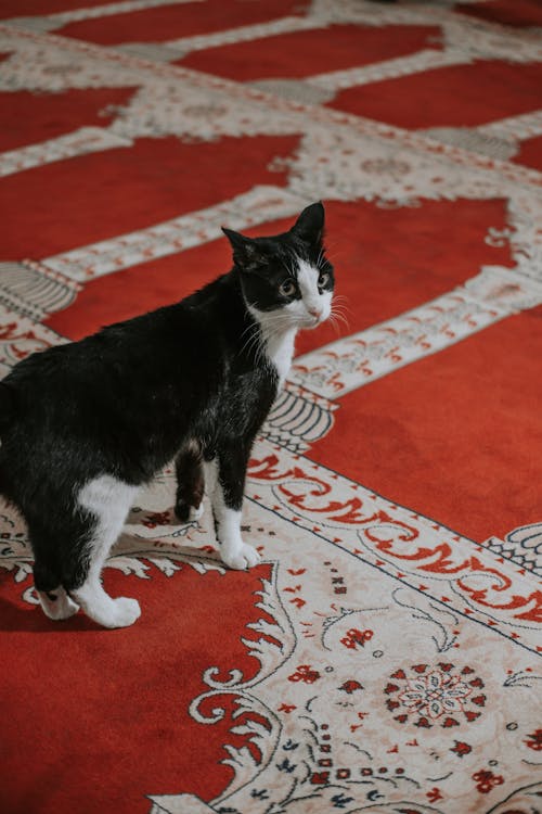 A black and white cat standing on a red rug