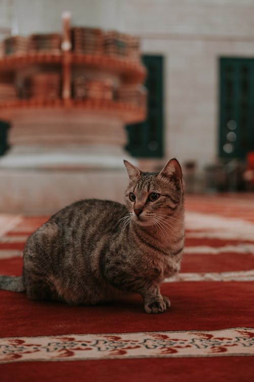 A cat sitting on a carpet in a mosque