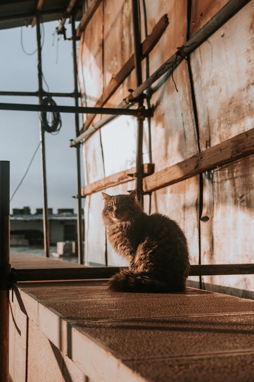 A cat sitting on a ledge looking out at the sun