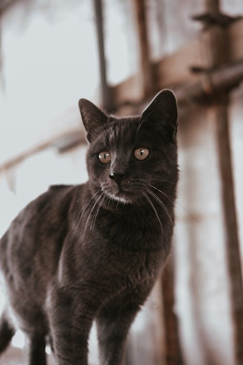 A black cat standing on a wooden floor