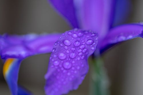 Imagine de stoc gratuită din apă, după ploaie, floare