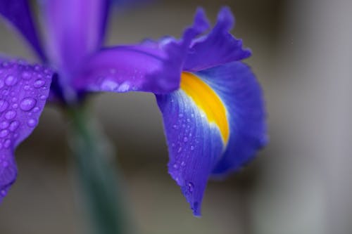 Imagine de stoc gratuită din floare, frumusețe, grădină