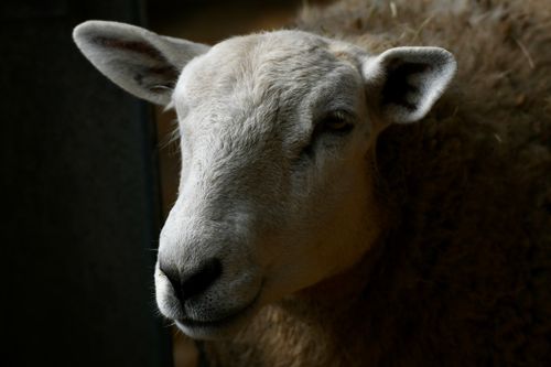 Free Close-up portrait of a woolly sheep in soft lighting, capturing its gentle expression and textured fur. Stock Photo