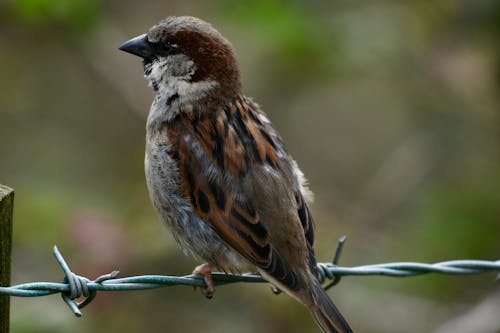 Sparrow Perching on Barbed Wire