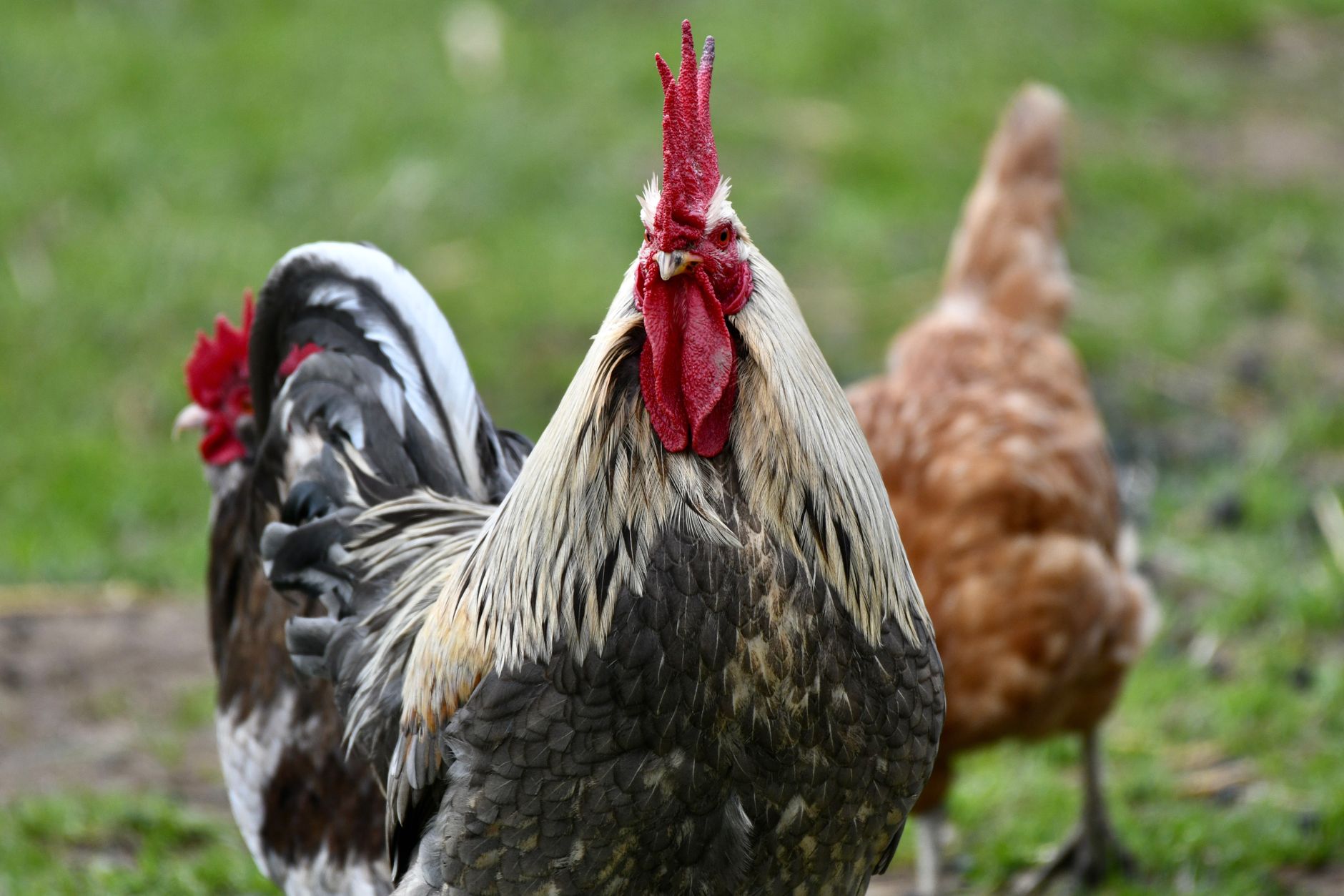 A vibrant rooster stands proudly on a rural farm, capturing its natural beauty.