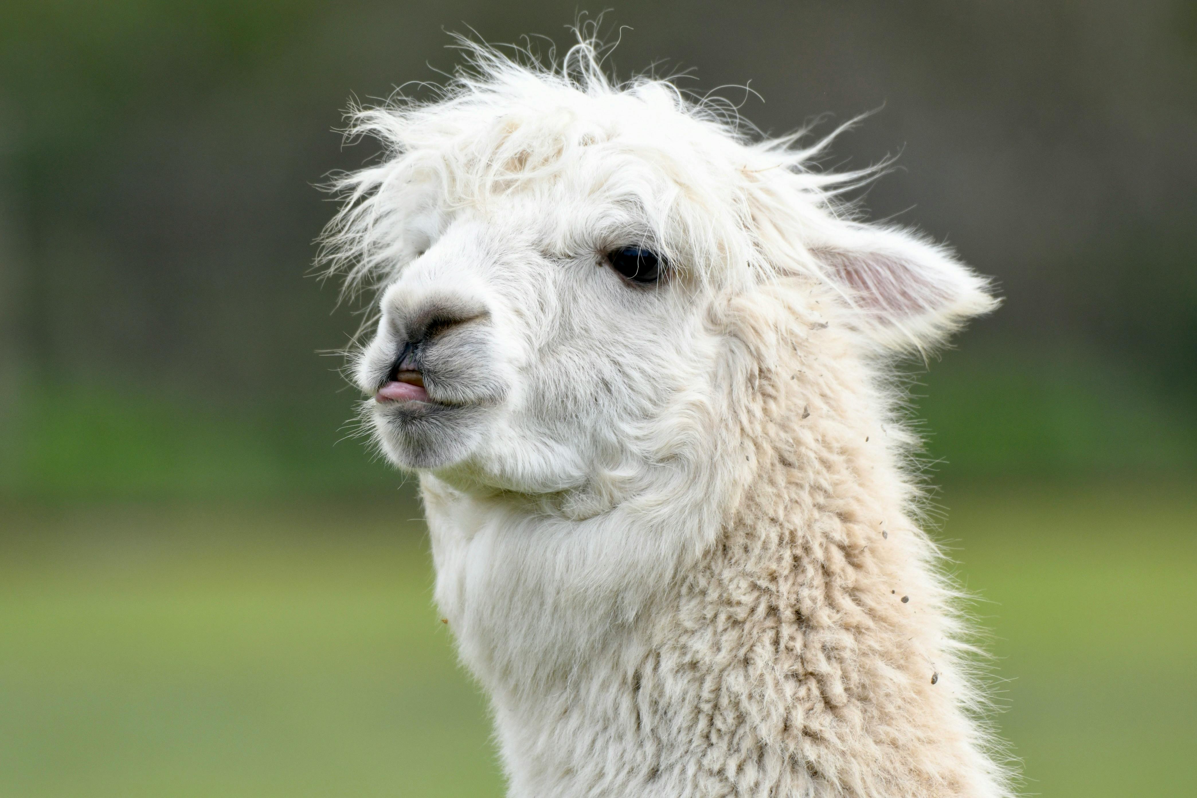 Panel Lab Lama Photos, Download The BEST Free Panel Lab Lama Stock ...