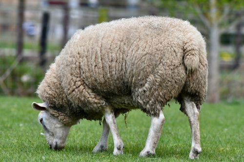 Free A woolly sheep grazing peacefully in a lush green field, showcasing rural farmland life. Stock Photo