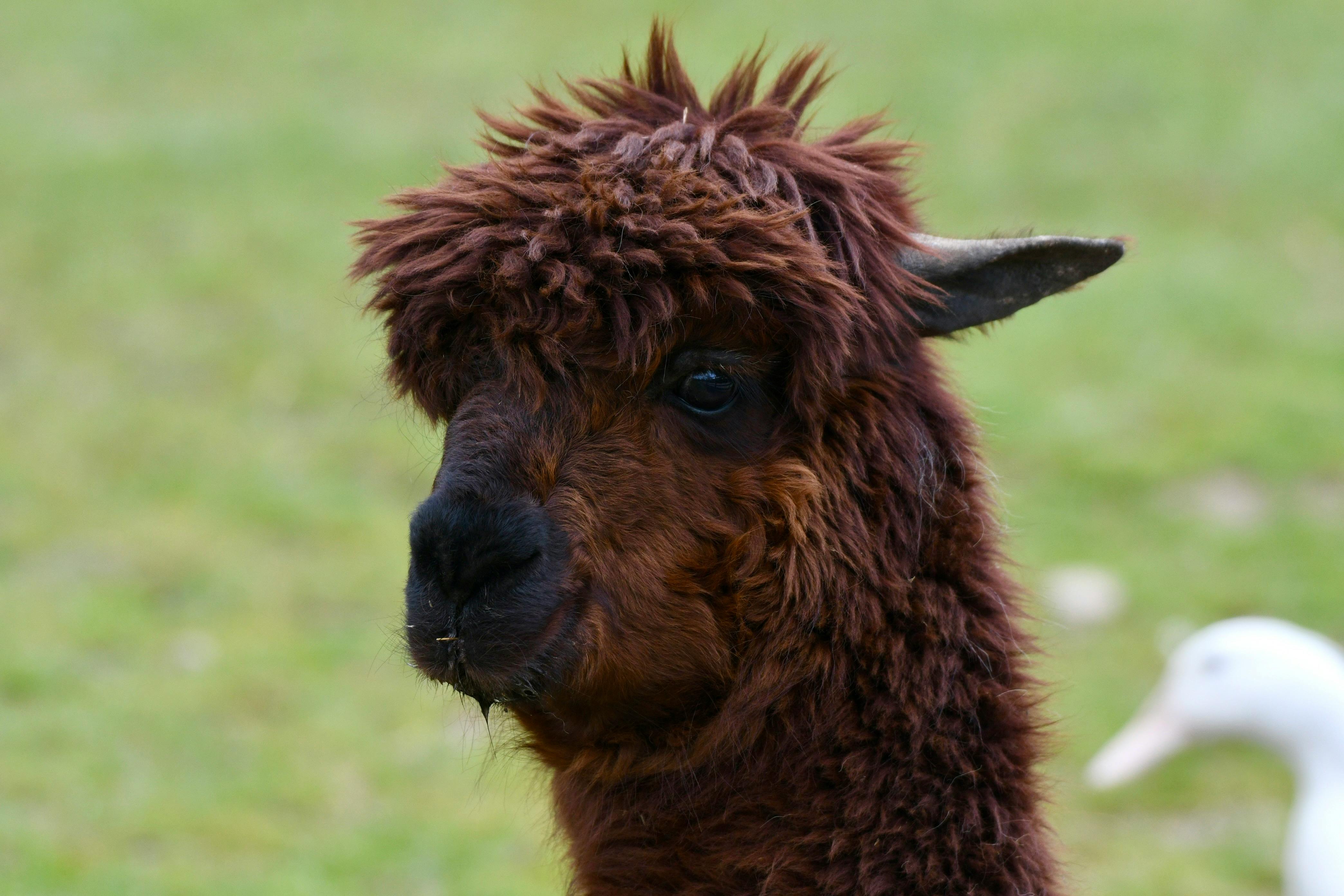 Gratis stockfoto met achtergrond, alpaca, beest Stockfoto