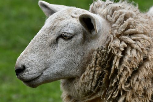Free Detailed close-up of a sheep with thick wool, grazing in a lush green meadow. Stock Photo
