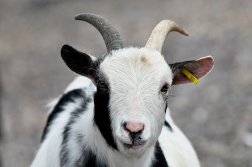 Black and White Goat